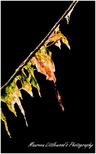 2012 November - Impermance - Seaweed In The Sunlight - (St. Louisbourg, CB)