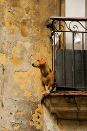 © N Shields Balcony Perro, Cuba 