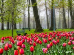 © N Shields Tulip Path, Kew Gardens 3101