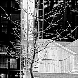 © N Shields What is a Tree Worth?  #1