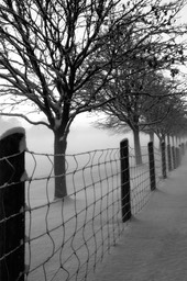 Winter Mist over Fenced Field