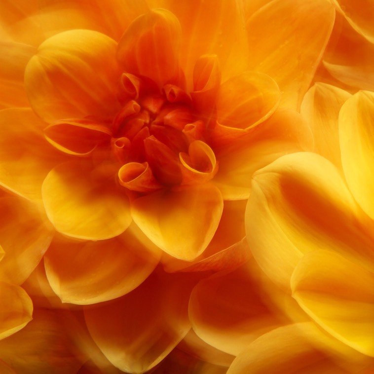 J Calleja Orange Floral sm 