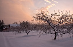 Pelham Orchard  at Twilight in Winter