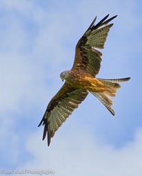 Red Tailed Kite Brecon Beacons Wales